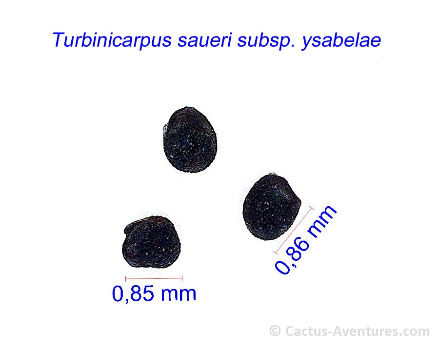 Turbinicarpus saueri ssp. ysabelae, Tula, Mexico JM